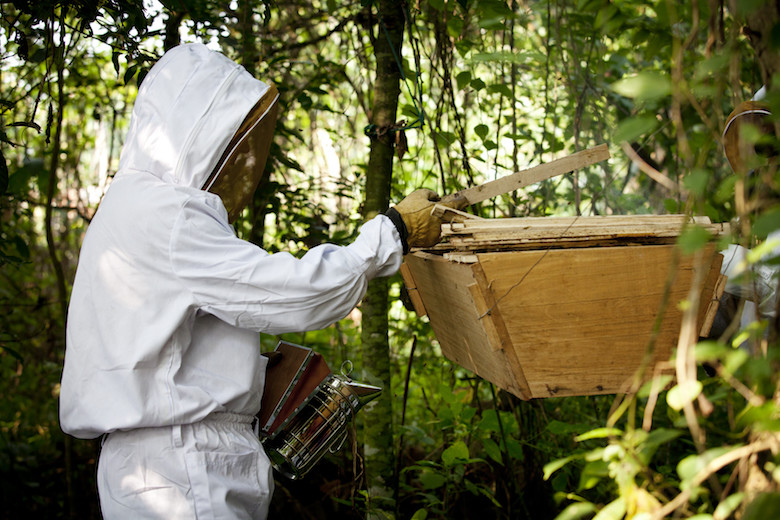 https://www.beekeepers.org.au/resources/Pictures/IMG_7597.JPG